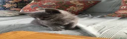 Russian Blue cats for sale: TICA registered Russian Blue kittens - Advert 10