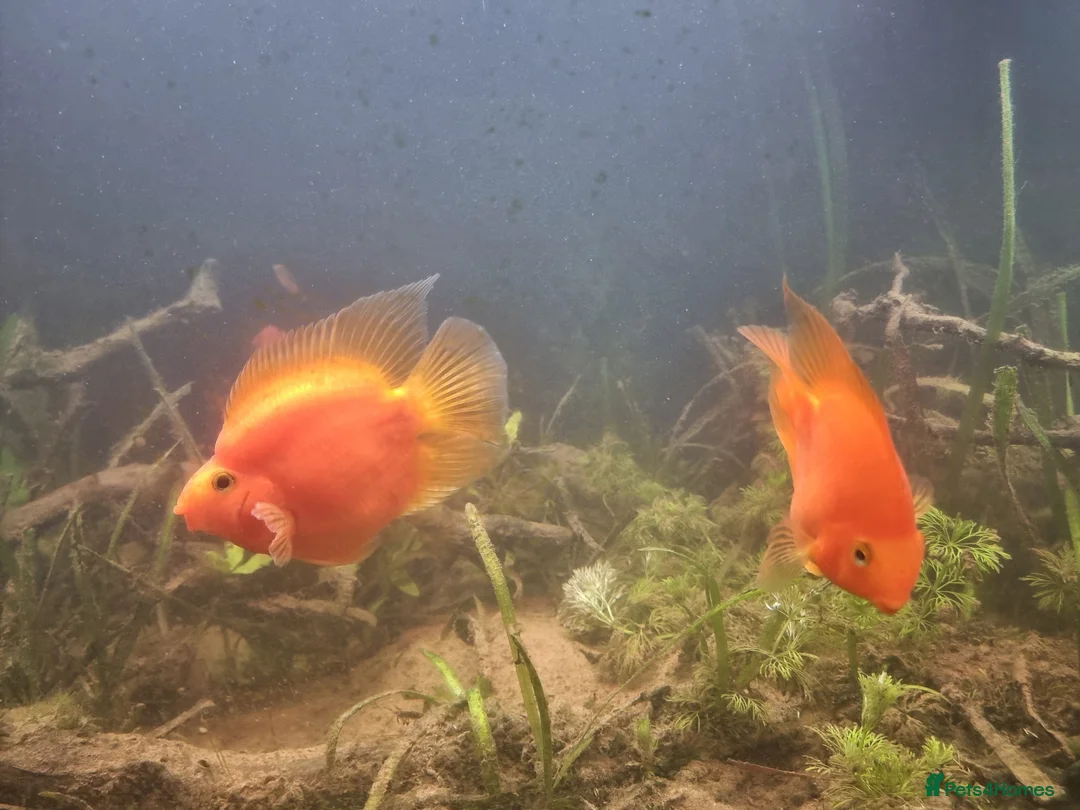 Cichlids fish for sale: Tropical fish - Advert 34