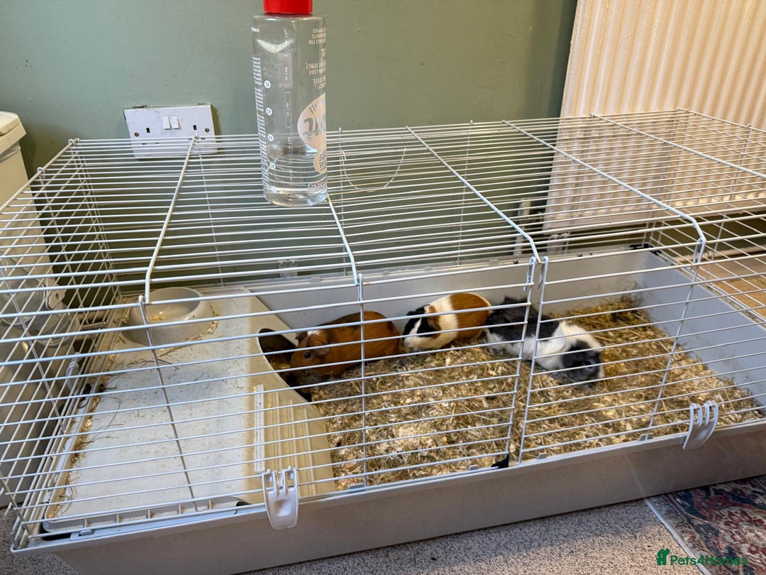 Guinea Pig rodents for sale: Three male guinea pigs - Image 3
