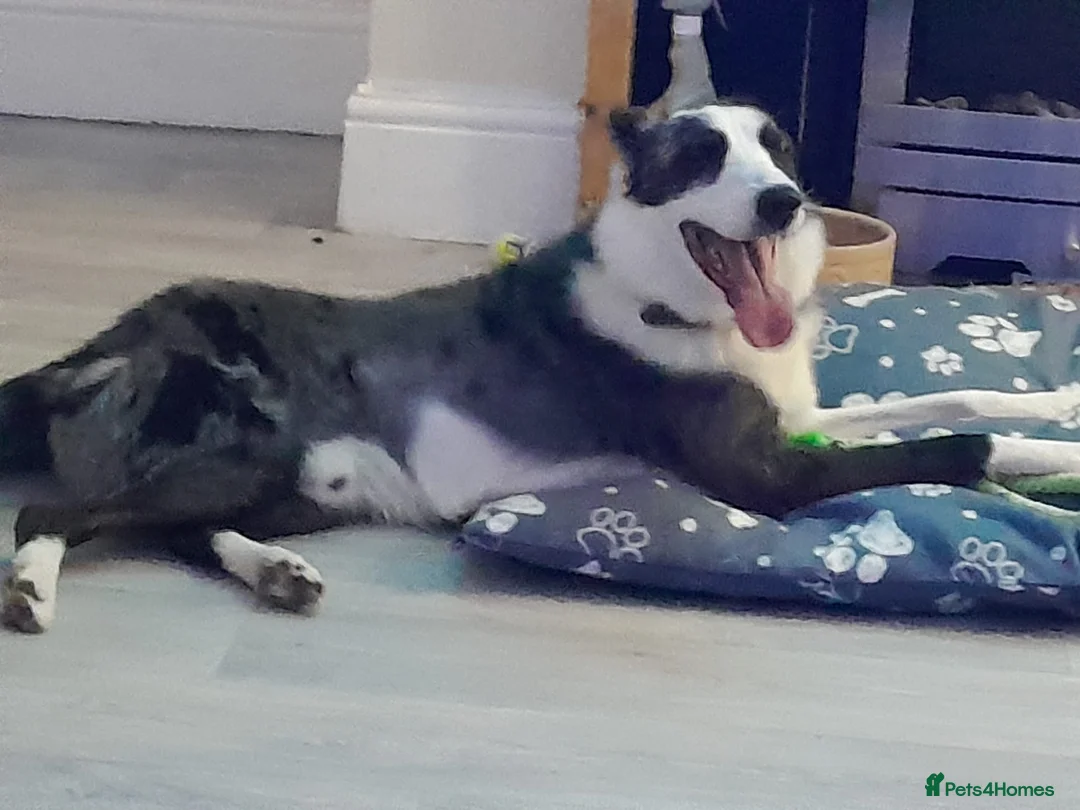 Border Collie dogs for sale: Border collie blue murle for sale - Advert 1