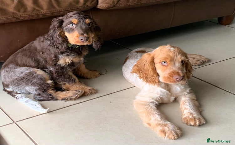Cocker Spaniel dogs - Advert 16