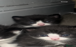 Domestic Shorthair cats for sale: Domestic short hair kitten  - Image 1