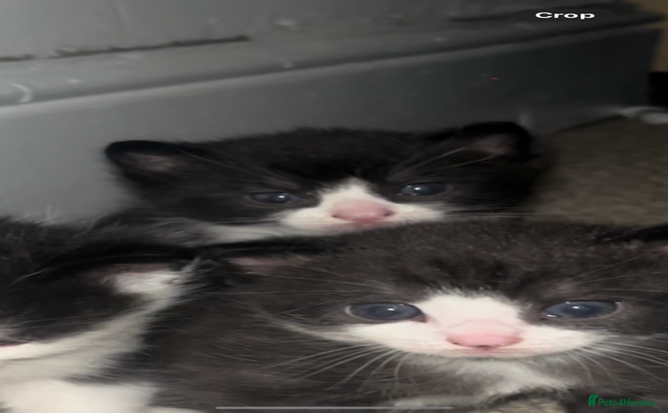 Domestic Shorthair cats - Advert 1