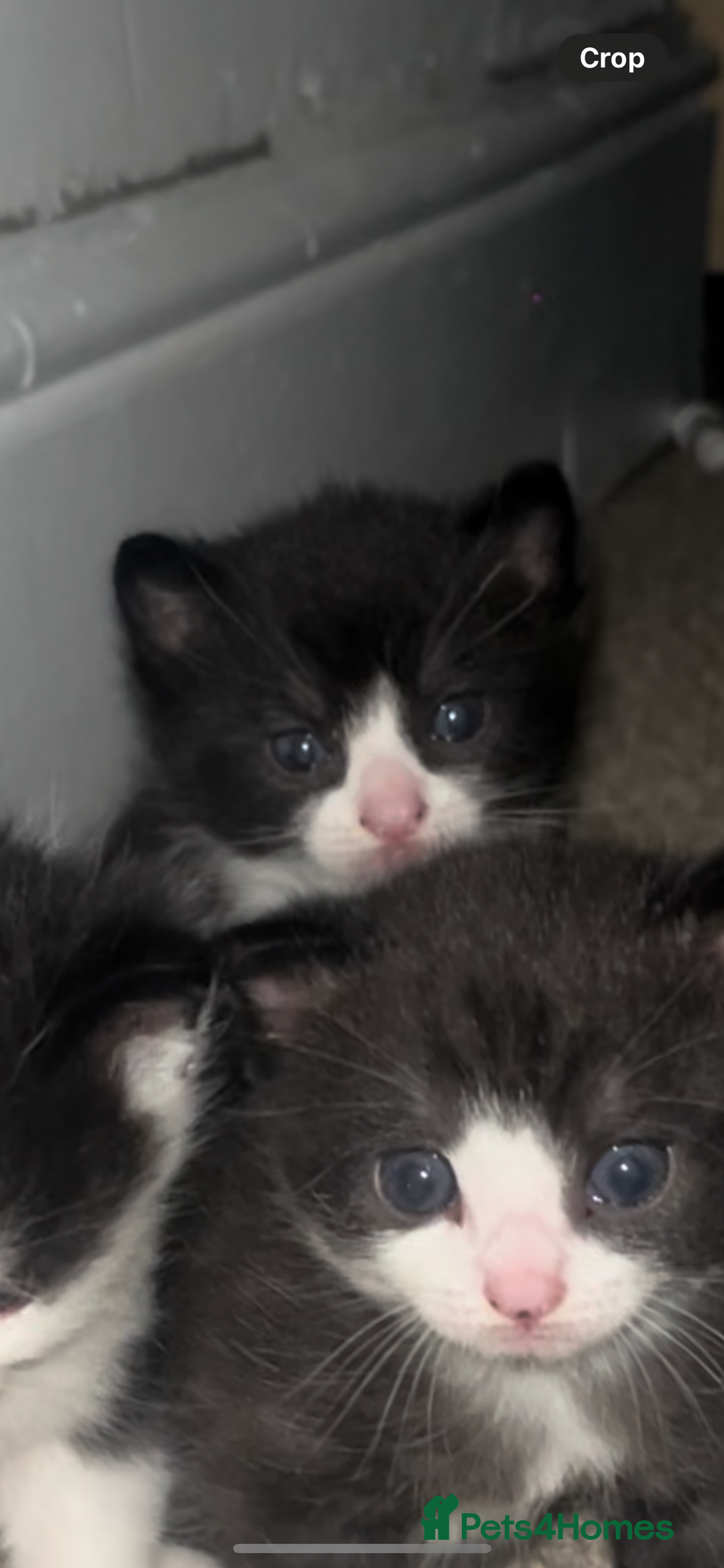 Domestic Shorthair cats for sale: Domestic short hair kitten  - Image 1