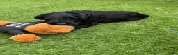 Australian Labradoodle dogs for sale: Multigenerational Australian Labradoodle Puppies - Advert 26