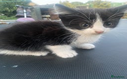Bombay cats for sale: kitten for sale!! - Image 3