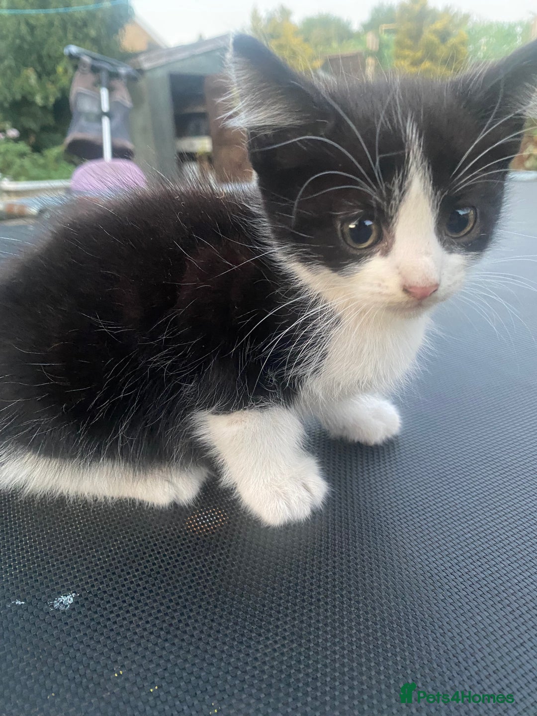 Bombay cats for sale: kitten for sale!! - Image 3