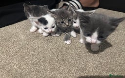 Mixed Breed cats for sale: Mixed breed kittens - Advert 5