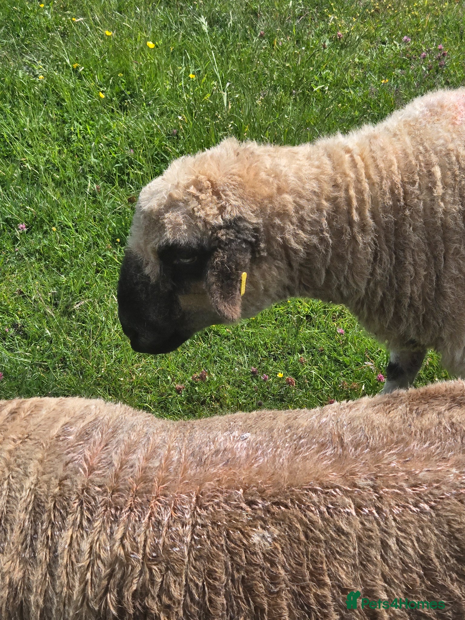 Sheep livestock 7/8 Valais Ewes - Advert 1