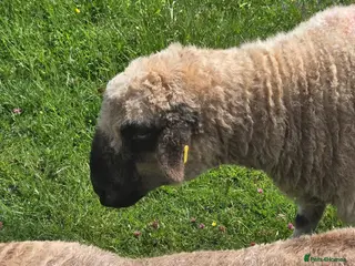 Sheep livestock for sale: 7/8 Valais Ewes - Advert 3