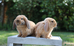 Mini Lop rabbits for sale: Two gorgeous, friendly mini lop rabbits, ready now - Image 1