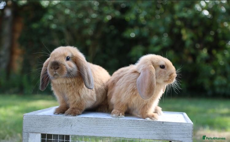 Mini Lop rabbits - Advert 1