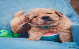 Golden Retriever dogs for sale: Golden Retriever Puppies KC Dad  - Image 8
