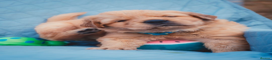 Golden Retriever Puppy 1