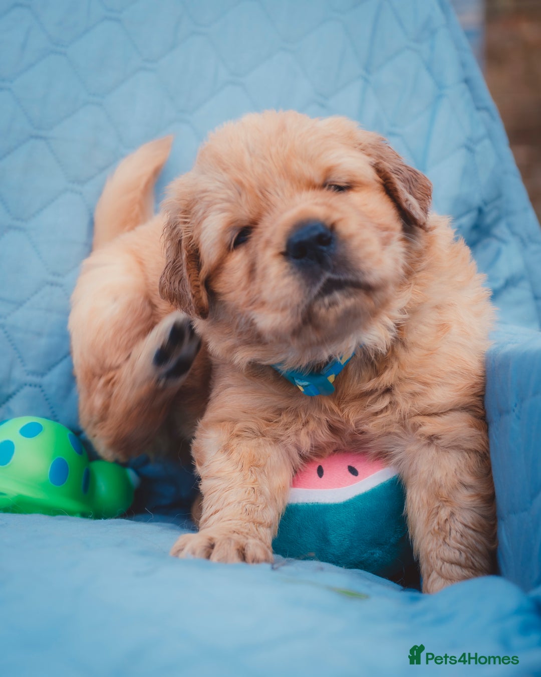 Golden Retriever dogs for sale: Golden Retriever Puppies KC Dad  - Image 8