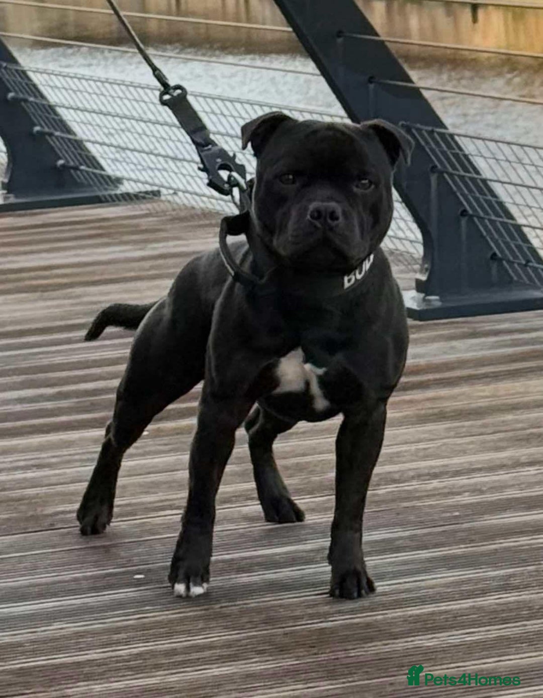 Staffordshire Bull Terrier dogs for sale: Beautiful Staffy Puppies (Blue and Black) - Image 7