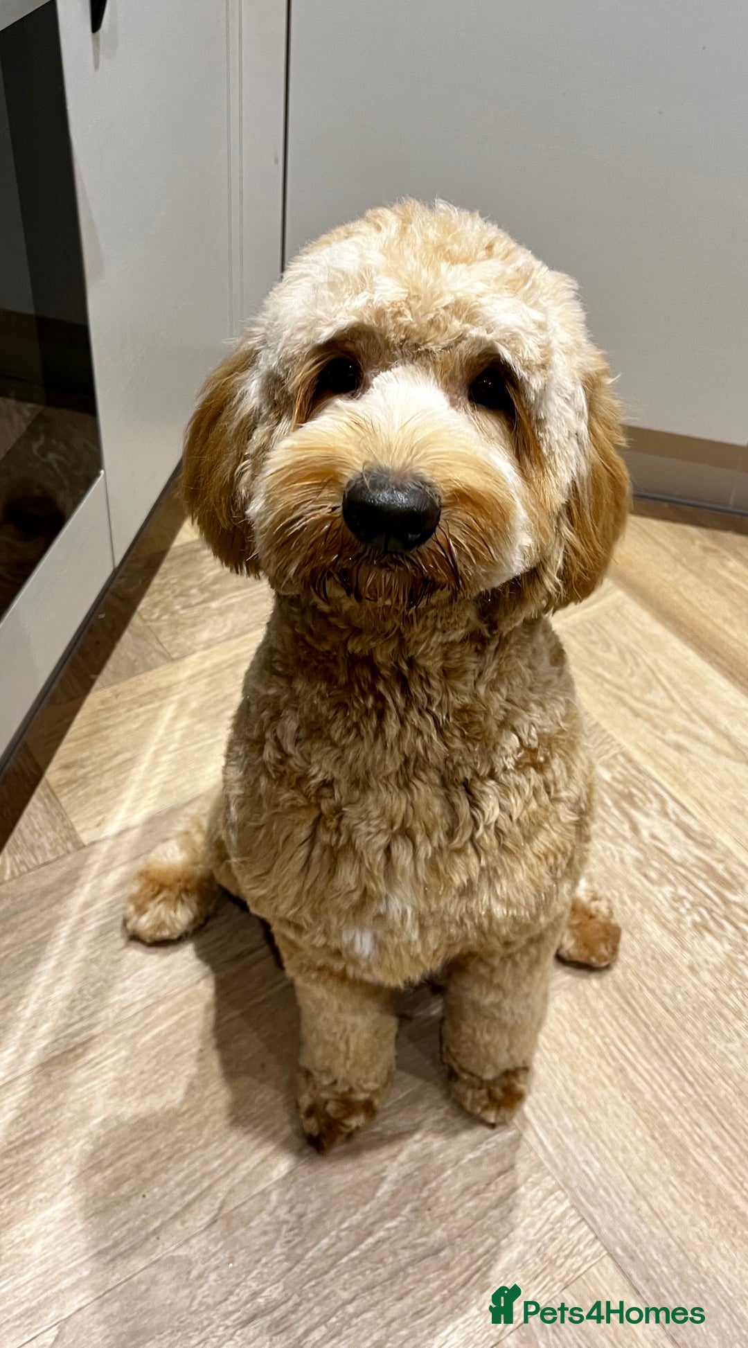 Australian Labradoodle dogs for sale: Multigen Australian Labradoodle Puppies  - Advert 2