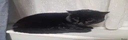 Bombay cats for sale: Male bombay - Advert 1