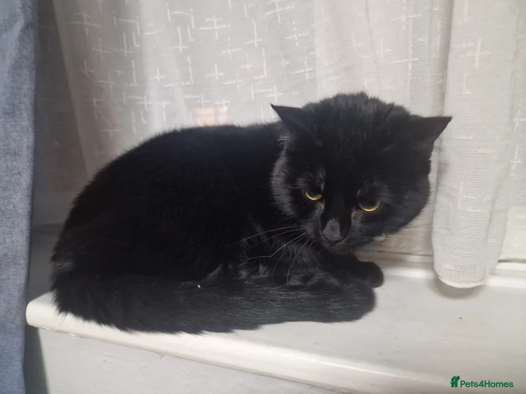 Bombay cats for sale: Male bombay - Advert 1