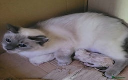 Ragdoll cats for sale: Beautiful pure breed ragdoll kittens  - Image 1