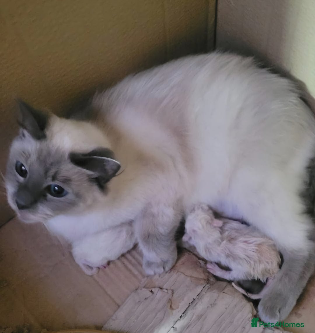 Ragdoll cats for sale: Beautiful pure breed ragdoll kittens  - Image 1