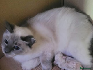 Ragdoll cats - Advert 1