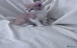 Mixed Breed cats for sale: Cute kittens looking for nice home  - Image 9