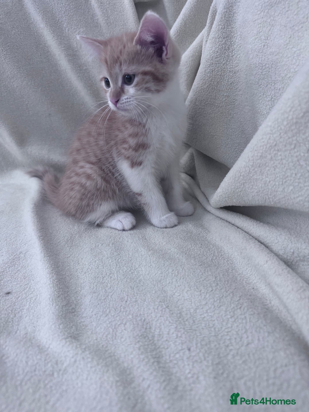Mixed Breed cats for sale: Cute kittens looking for nice home  - Image 9