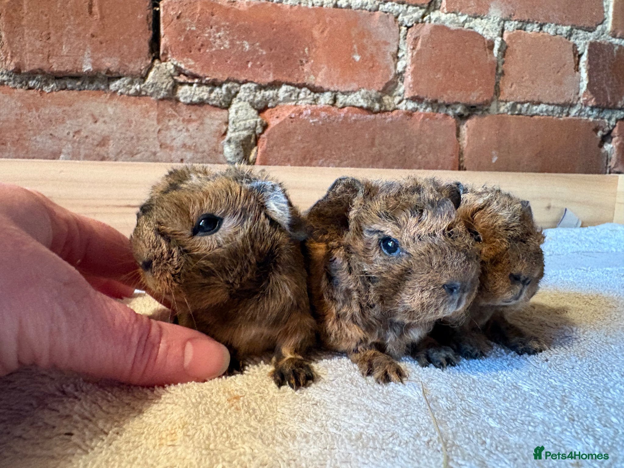 Guinea Pig rodents for sale: Baby Guinea Pigs  - Advert 1