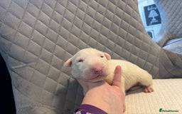 English Bull Terrier dogs for sale: Champion Bloodline English Bull Terrier Puppies  - Image 19