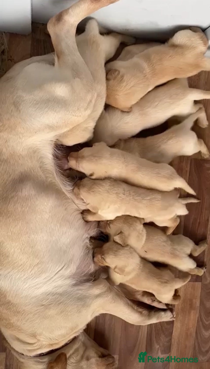 Labrador Retriever dogs ❤️💫 Superb, chunky, Golden Labrador puppies 💫❤️ - Advert 2