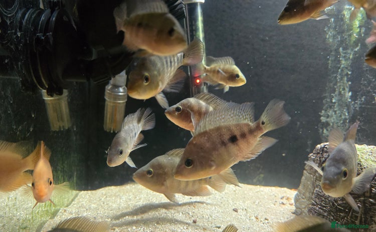 Cichlids fish - Advert 14