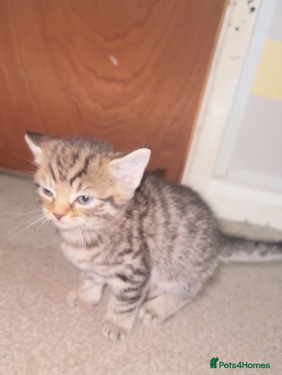 Mixed Breed cats for sale: 3 Playful Kittens – Genders Not Known Yet - Advert 3