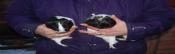 Guinea Pig rodents for sale: Young Sow Guinea Pigs - Advert 1