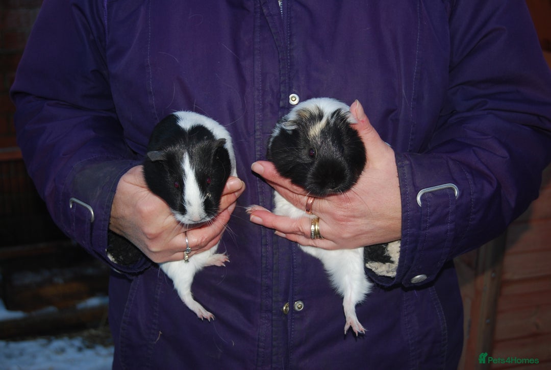 Guinea Pig rodents for sale: Young Sow Guinea Pigs - Advert 1