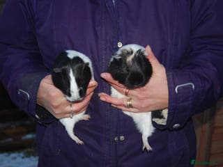 Guinea Pig rodents Young Sow Guinea Pigs - Advert 3
