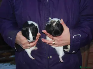 Guinea Pig rodents Young Sow Guinea Pigs - Advert 12