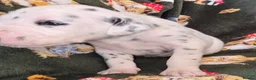 Mixed Breed dogs for sale: Dalmatian x Labrador puppies in Grimsby - Advert 25