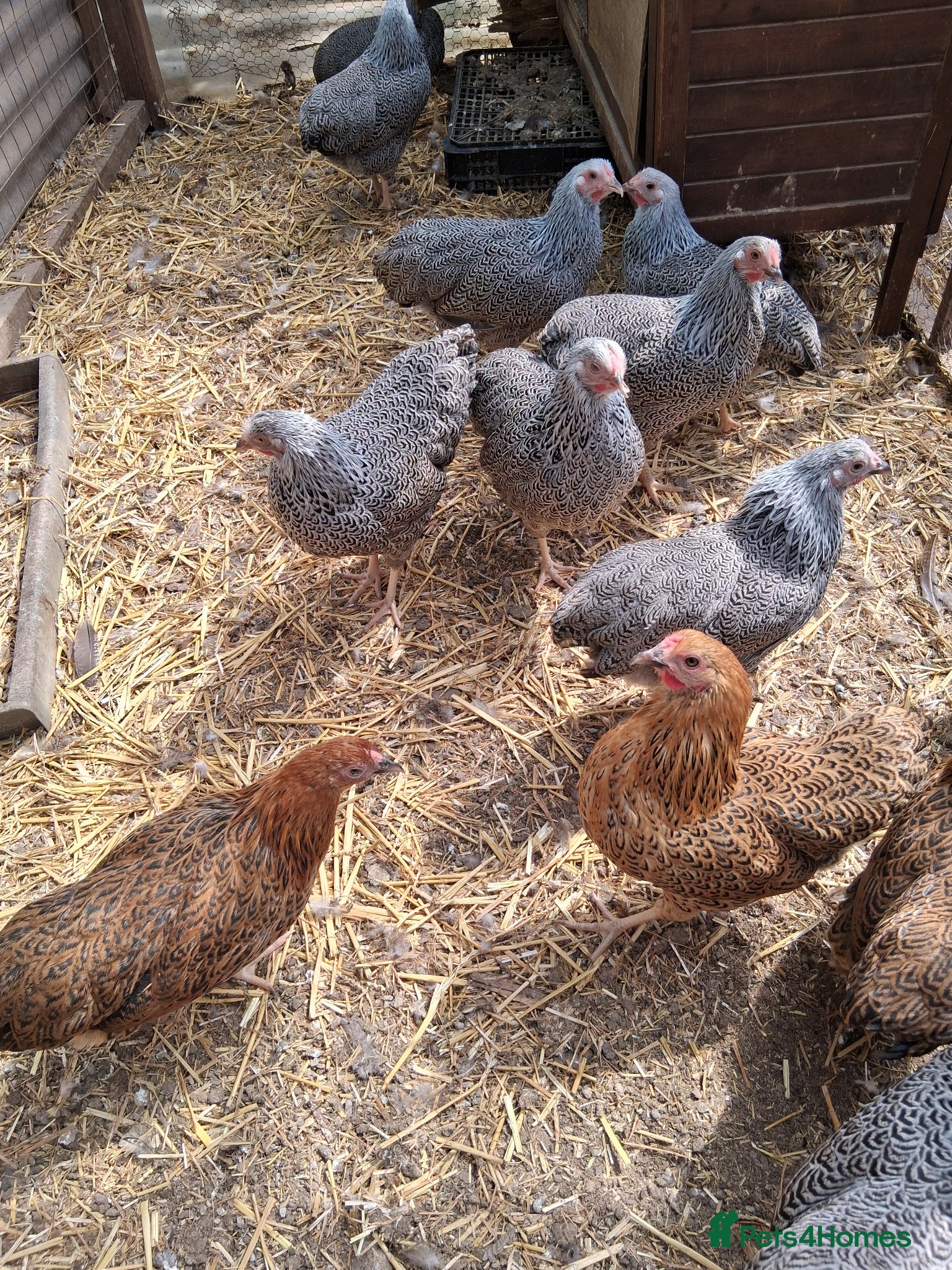 Chickens poultry Silver pencil wyandottes  - Advert 2