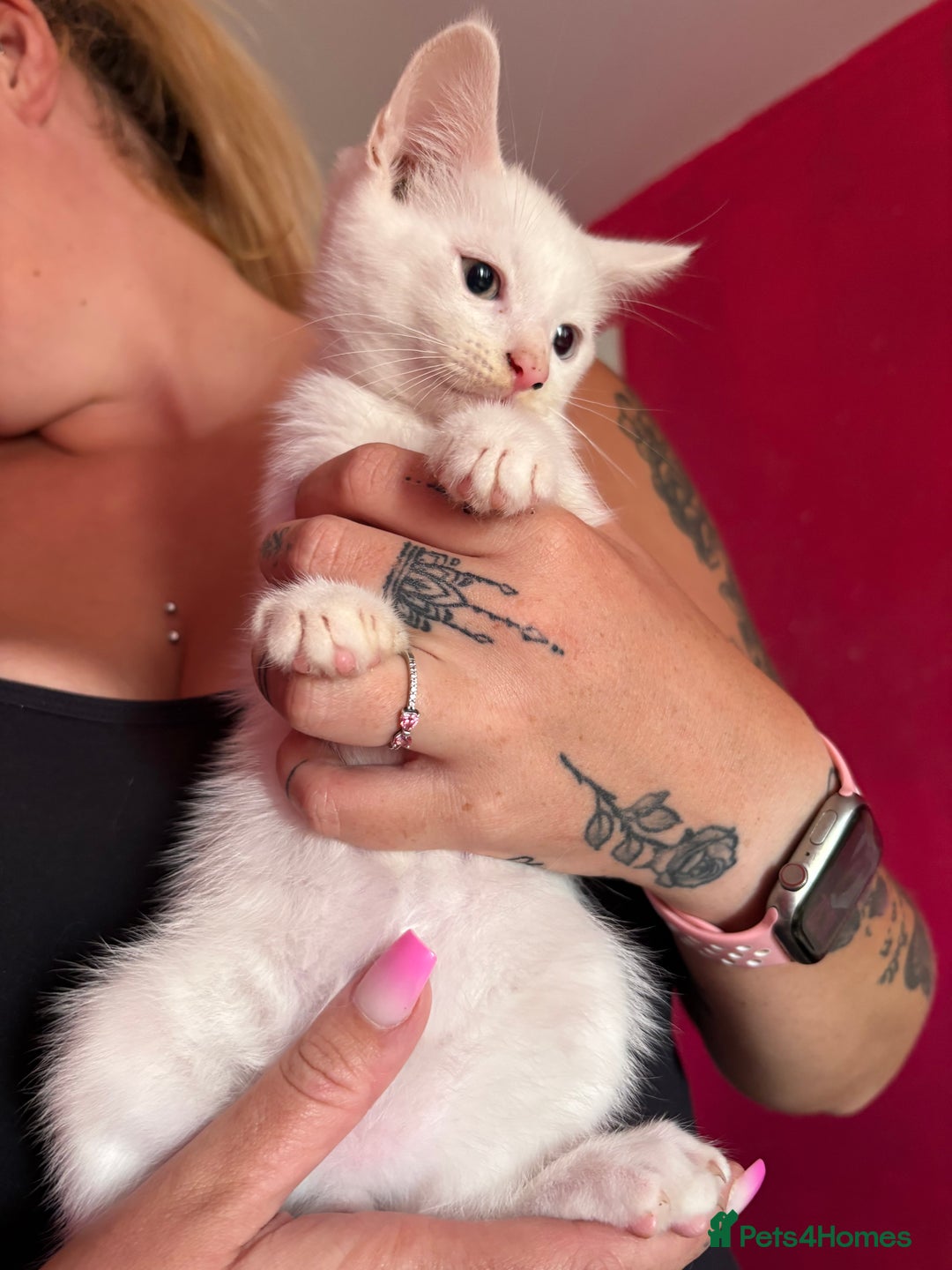 Mixed Breed cats for sale: 2 kittens left  - Image 7