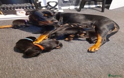 Rottweiler dogs for sale: Rottweiler  - Image 3