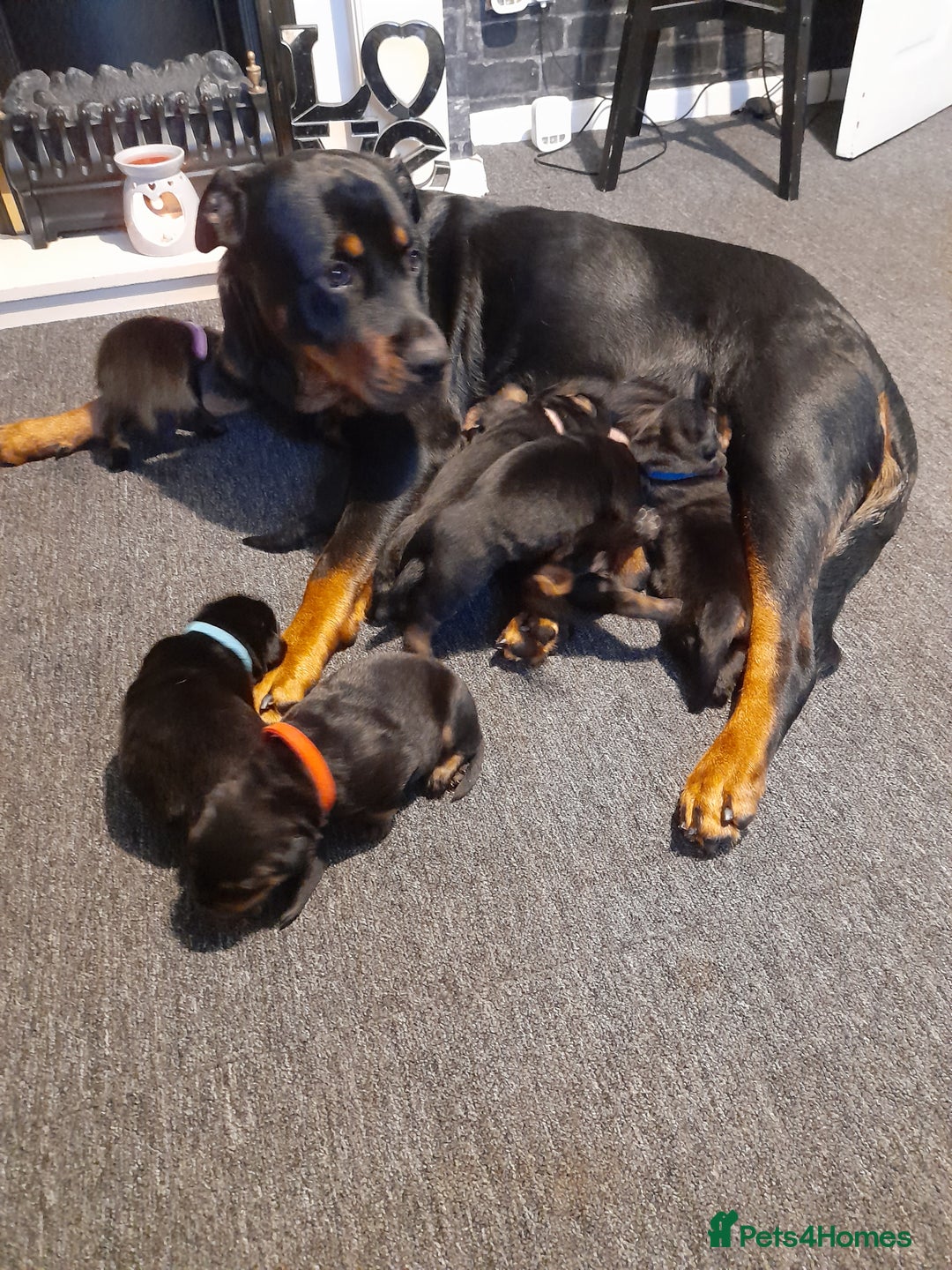 Rottweiler dogs for sale: Rottweiler  - Image 3