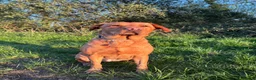 Labrador Retriever dogs for sale: KC Fox Red Labradors in Chelmsford - Advert 2