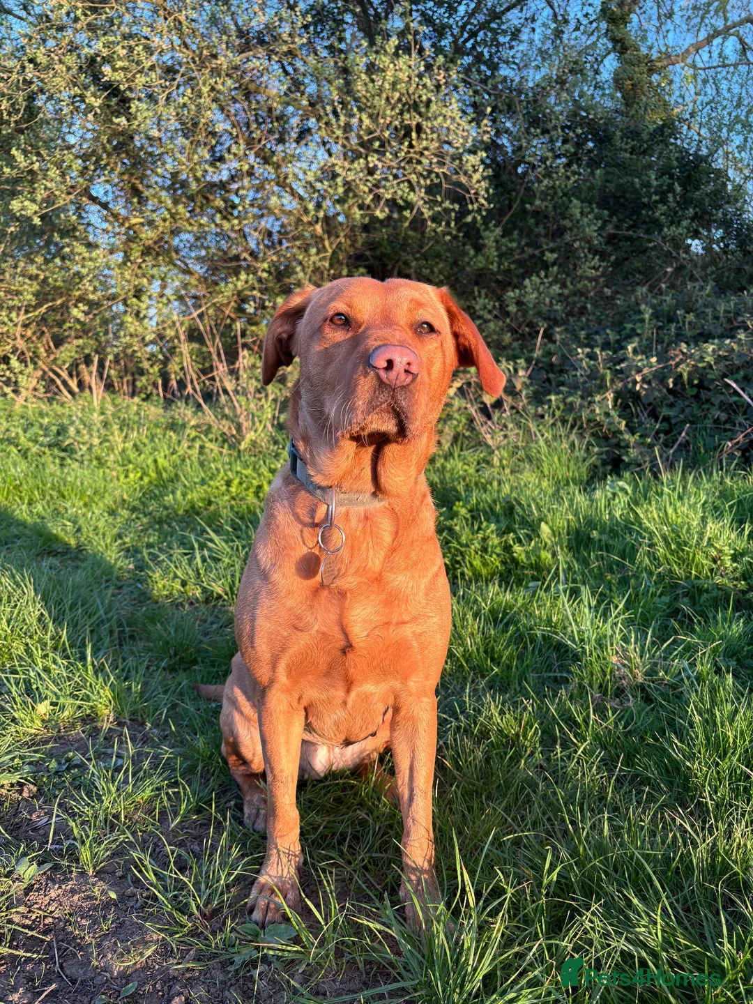 Labrador Retriever dogs for sale: KC Fox Red Labradors in Chelmsford - Advert 2