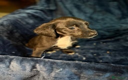 Mixed Breed dogs for sale: 3/4 spaniels 1/4 jack Russel puppy’s 🩷 - Image 12