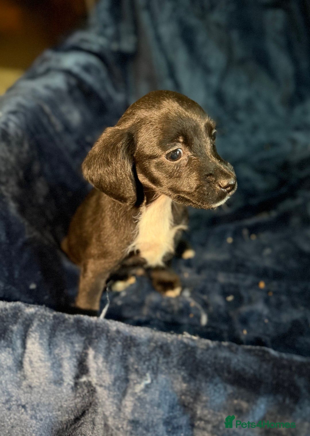 Mixed Breed dogs for sale: 3/4 spaniels 1/4 jack Russel puppy’s 🩷 - Image 12