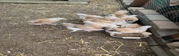 Chickens poultry for sale: Salmon Faverolle Hens for sale - 5 weeks old - Advert 1