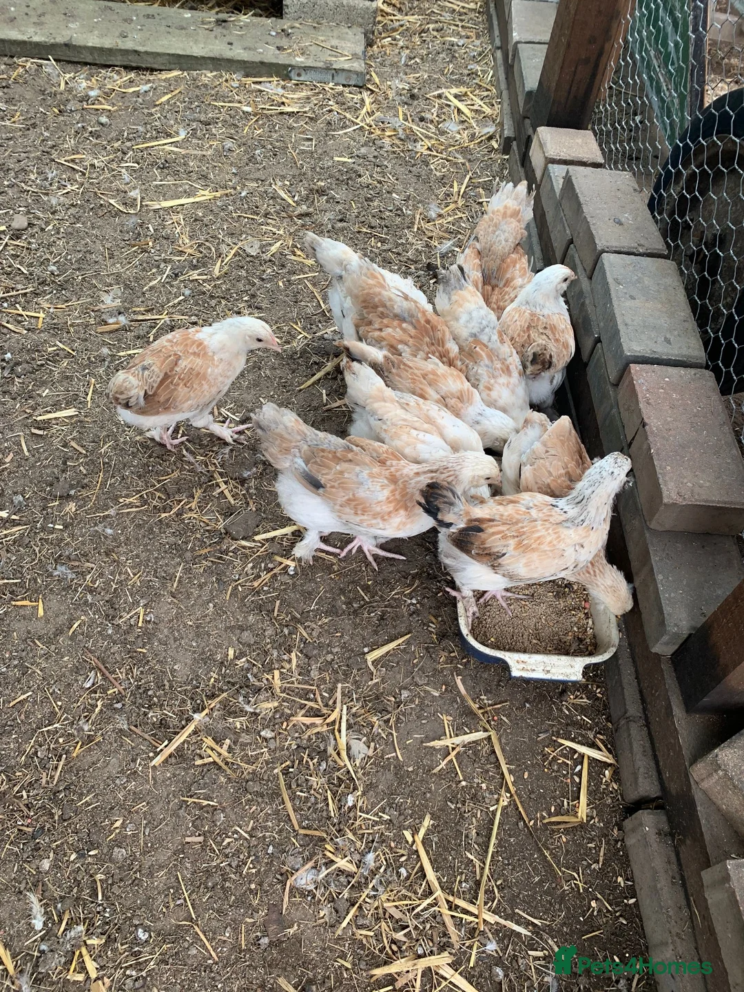 Chickens poultry for sale: Salmon Faverolle Hens for sale - 5 weeks old - Advert 1