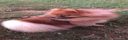 Pomeranian dogs for stud: Orange Pomeranian Stud  - Advert 12