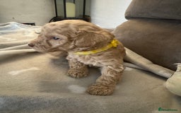 Labradoodle dogs for sale: Miniature Labradoodle puppies - Image 23